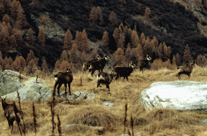 Petite harde de chamois